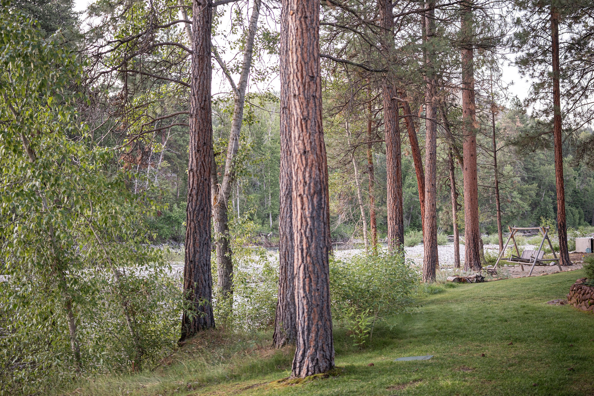 Pine grove and river grounds at the lodge