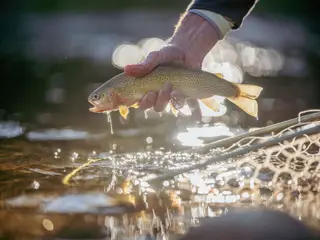 Cutthroat trout release in golden hour light